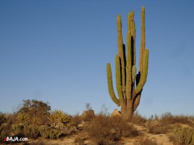 27 サボテン地帯開始